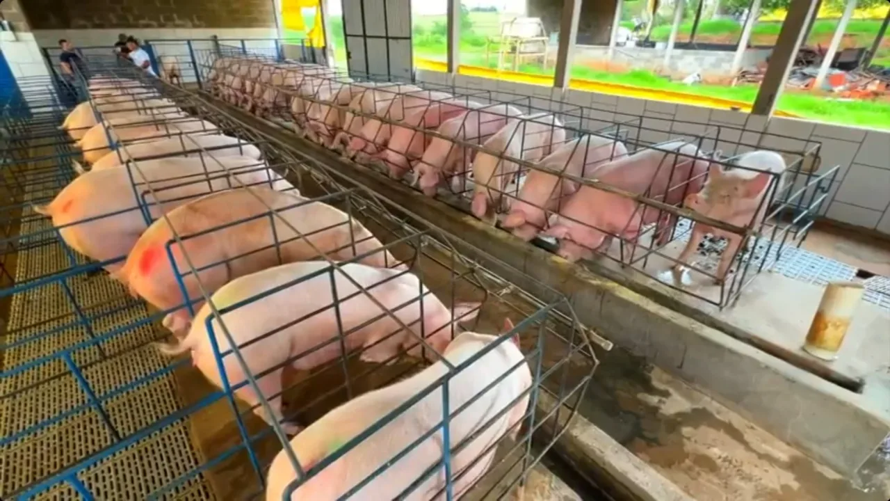 Preço do suíno cai para o 3º menor patamar da história em SP: 'sobreoferta e baixa demanda', analisa USP
