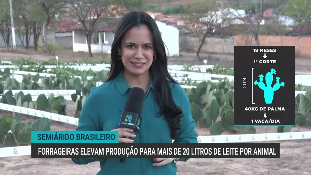 Forrageiras aumentam produção de leite para mais de 20 litros por animal na Bahia