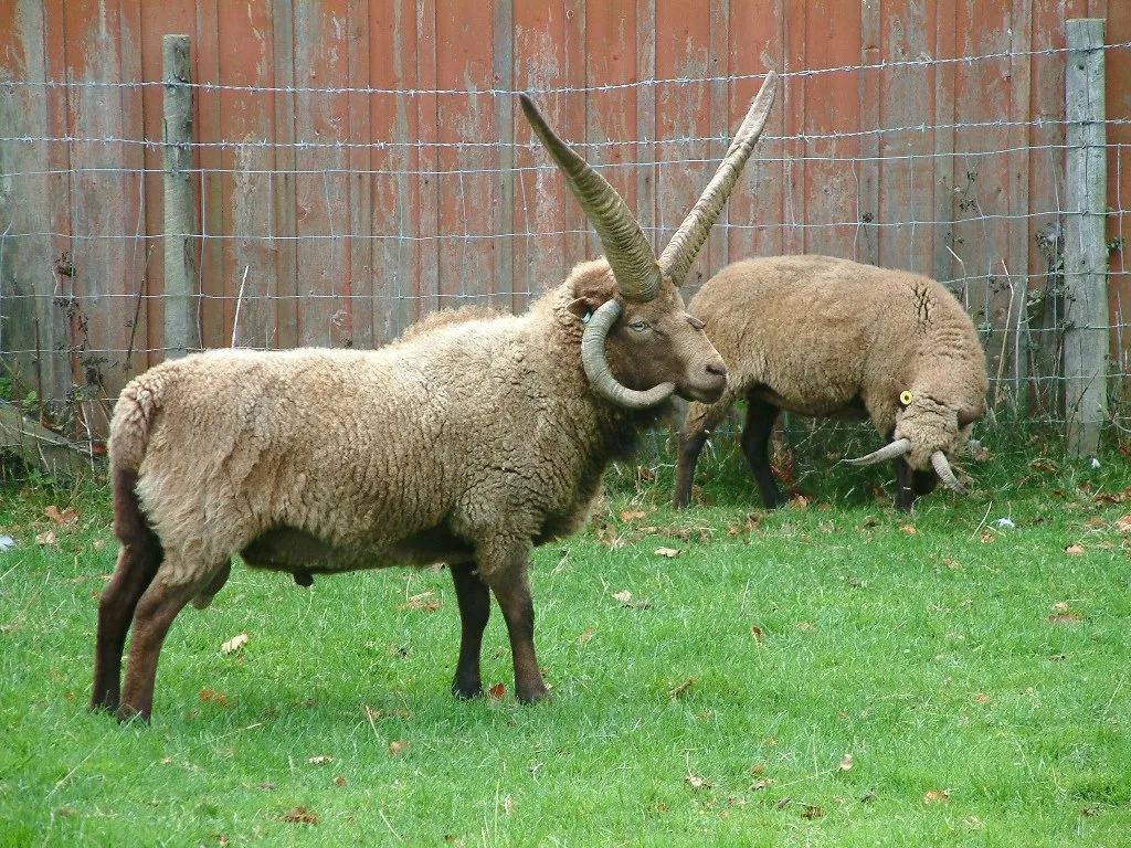 Conheça a Manx Loaghtan, ovelha rara que pode carregar até seis chifres
