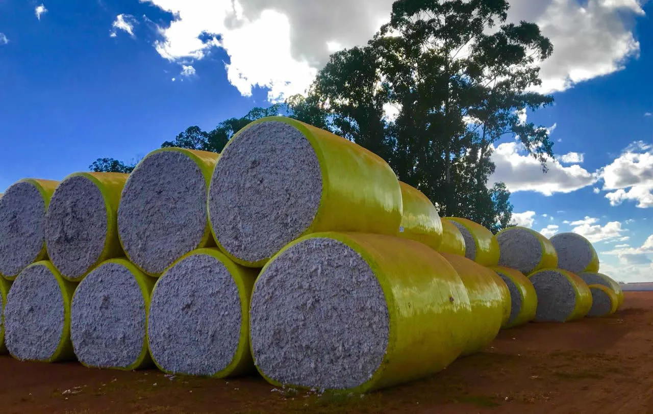 Exportação de algodão brasileiro bate recorde histórico de 3,37 milhões de toneladas, diz Abrapa