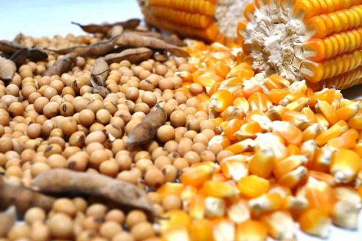 USDA: exportadores dos EUA relatam vendas de milho e soja