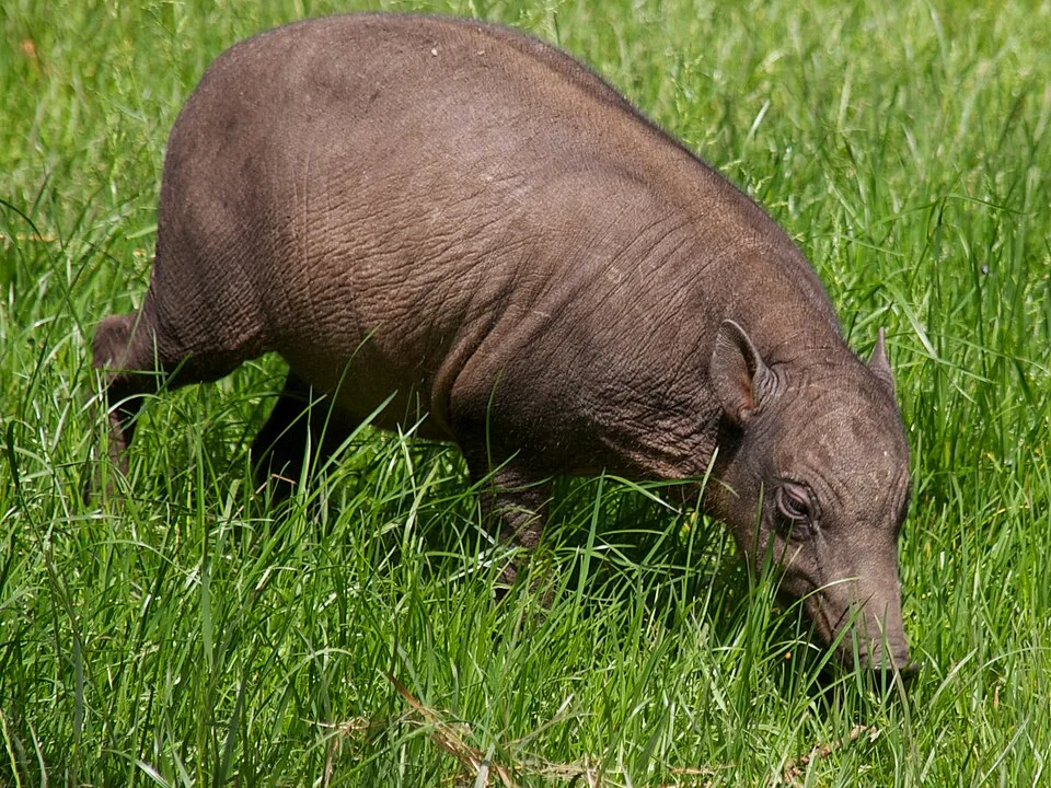 Conheça o “porco-veado”, animal de aparência assustadora que está desaparecendo da natureza
