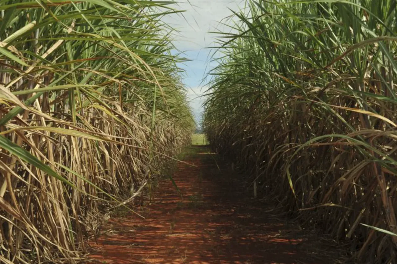 Safra de cana-de-açúcar deve crescer 4,7% ante 2025/26
