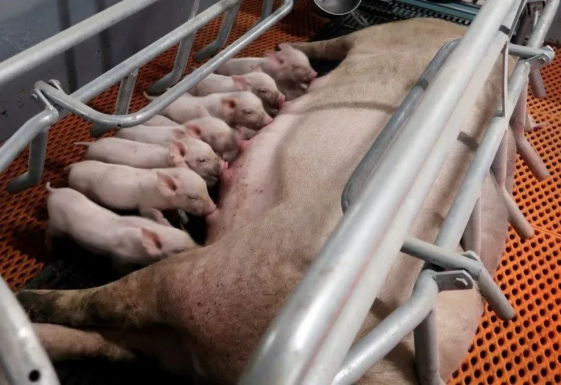 Camari mira expansão em SP e prevê produzir 25 toneladas de carne por dia
