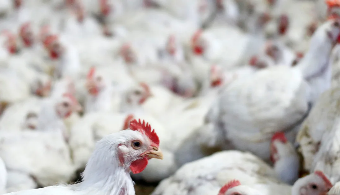 Mercado de frango no Brasil passa por momento de oferta excessiva