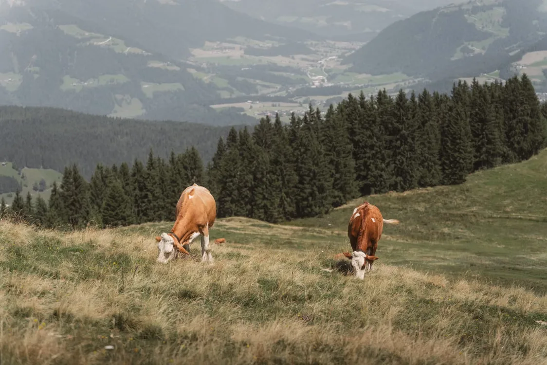 Calor extremo expulsa rebanhos das montanhas e muda tradição centenária na Europa