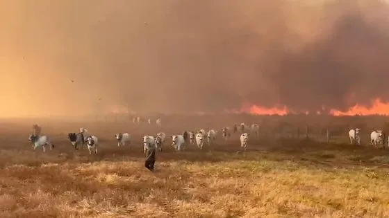 VÍDEO: Gado corre para escapar de incêndio que destruiu mais de 120 hectares de cana em MT