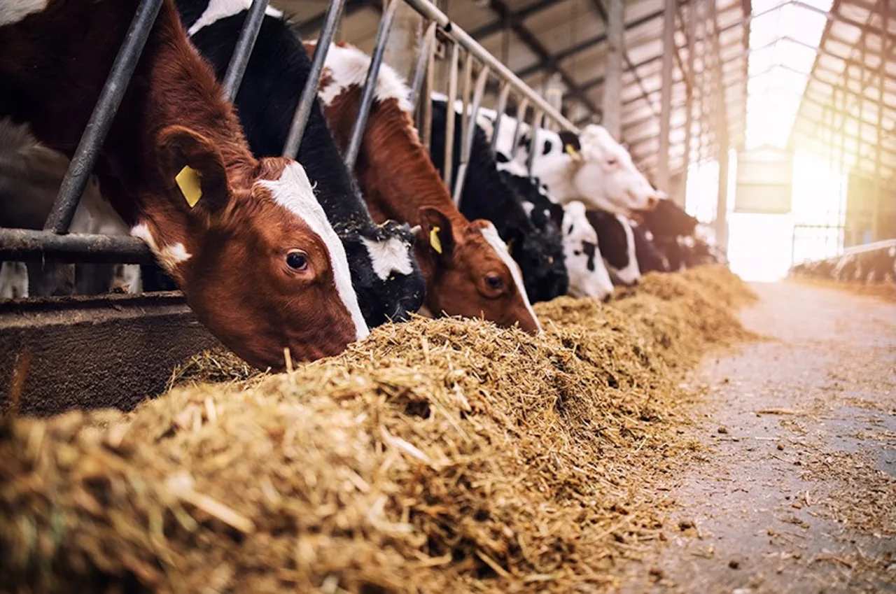 Aumento em estoque público para alimentação animal é sancionado
