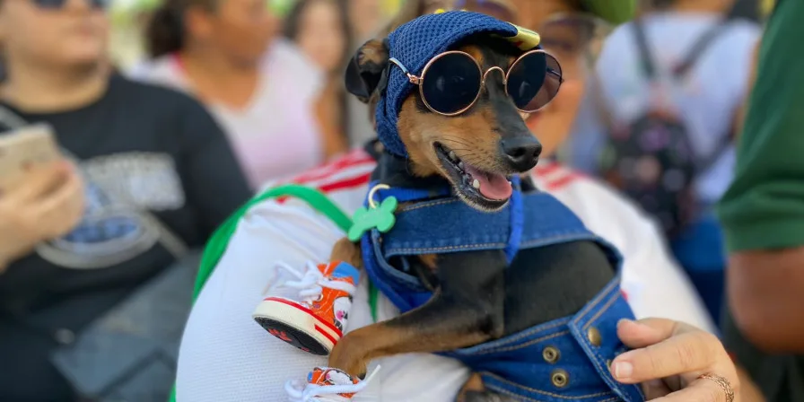 Cãominhada Mirante FM terá concurso canino, feira de adoção e Pet Park em São Luís