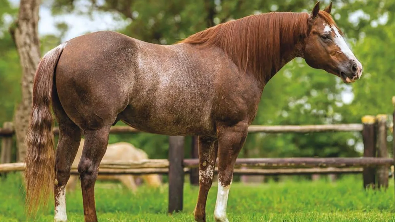 Morre Wild Thing DNA, garanhão que marcou a história do Quarto de Milha no Brasil e nos Estados Unidos