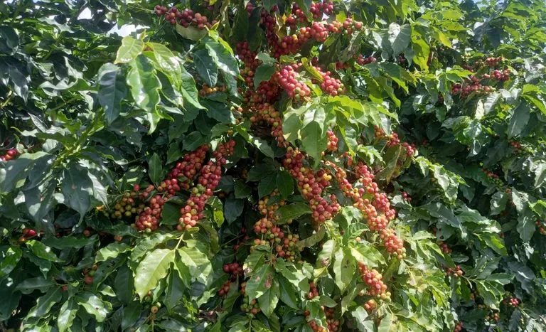 Fim da colheita de café direciona atenção à safra 2027/28