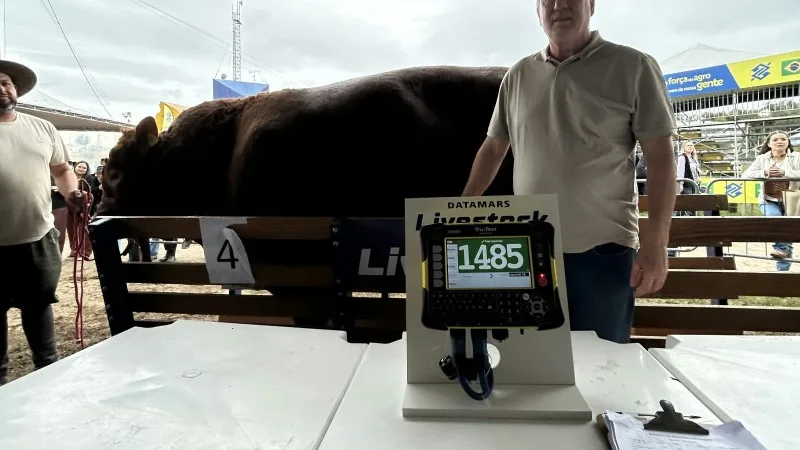 Touro Limousin de quase 1,5 tonelada é o animal mais pesado da Expointer 2026