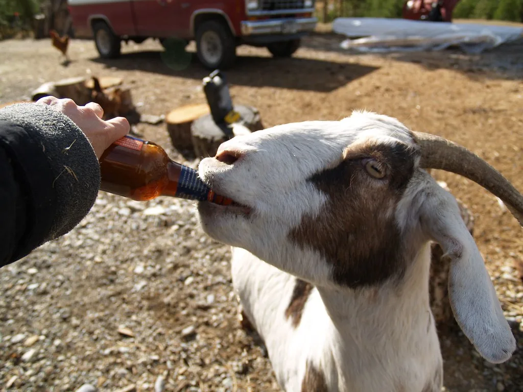 Cerveja preta é medicinal para cabras? A curiosa tradição rural que atravessa gerações