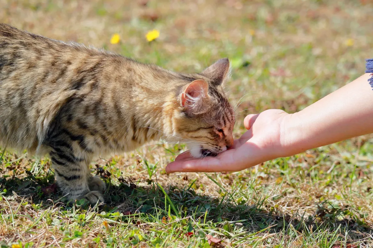 Estudo diz que cães conseguem perceber sentimentos por expressão facial