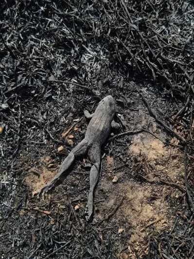 Intervenções em área de restinga em Panaquatira preocupam pesquisadores da UFMA