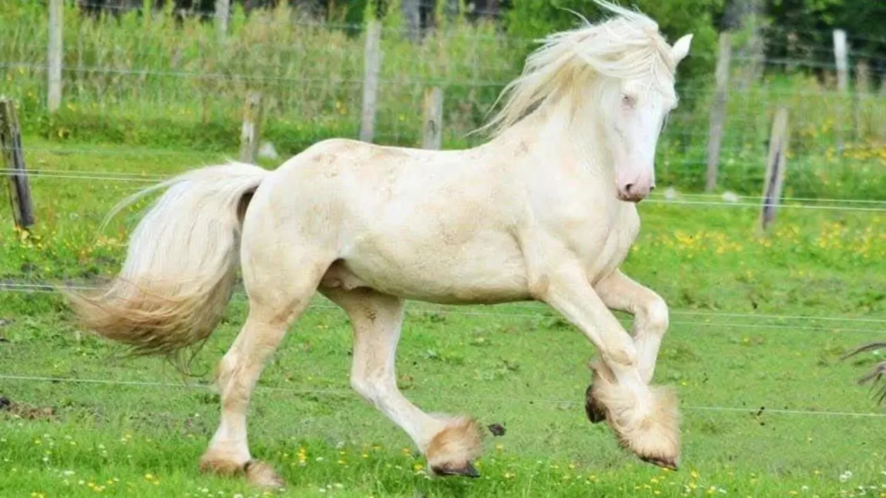 Cavalo raro roubado some por 8 anos e reaparece a mais de 600 km de casa