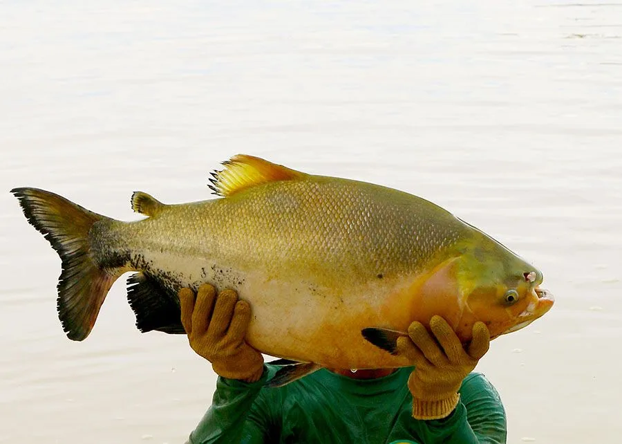 Peixe mais consumido da Amazônia pode ter pesca proibida; entenda o que está acontecendo com o tambaqui