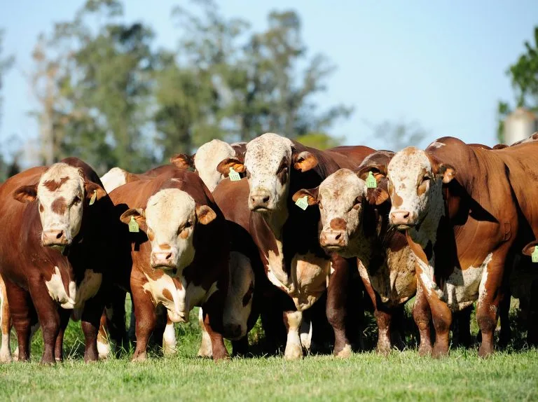 Rio Grande do Sul passa a ter preço próprio do boi gordo no Indicador Datagro