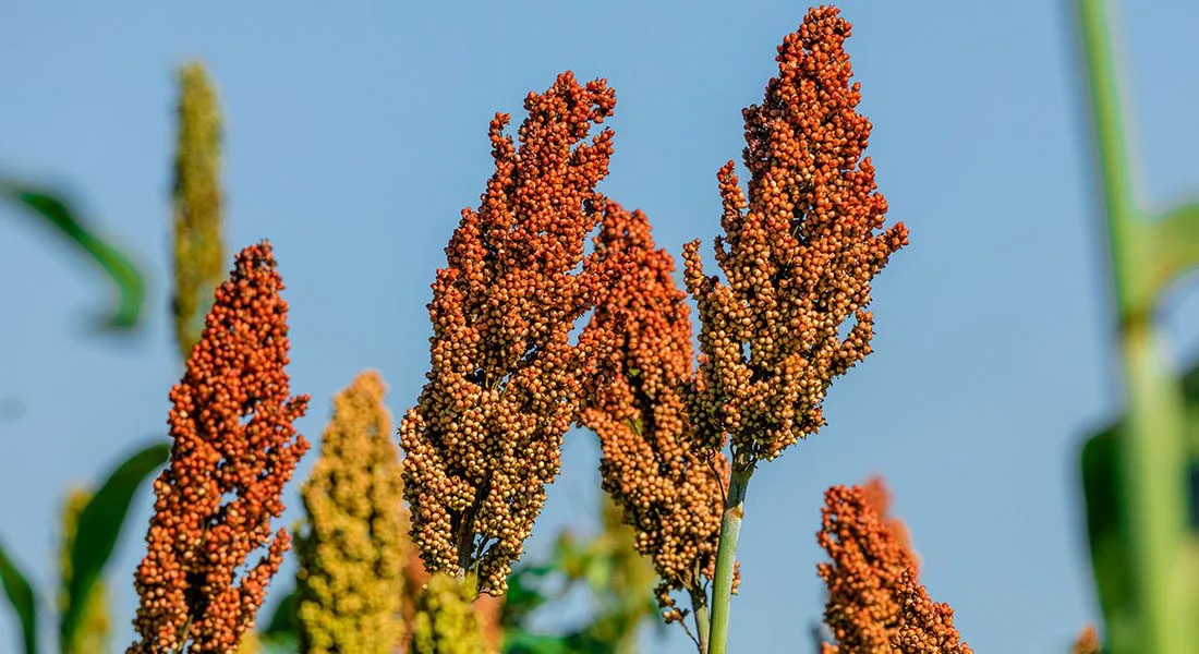 Cofco confirma seu primeiro embarque de sorgo do Brasil para a China