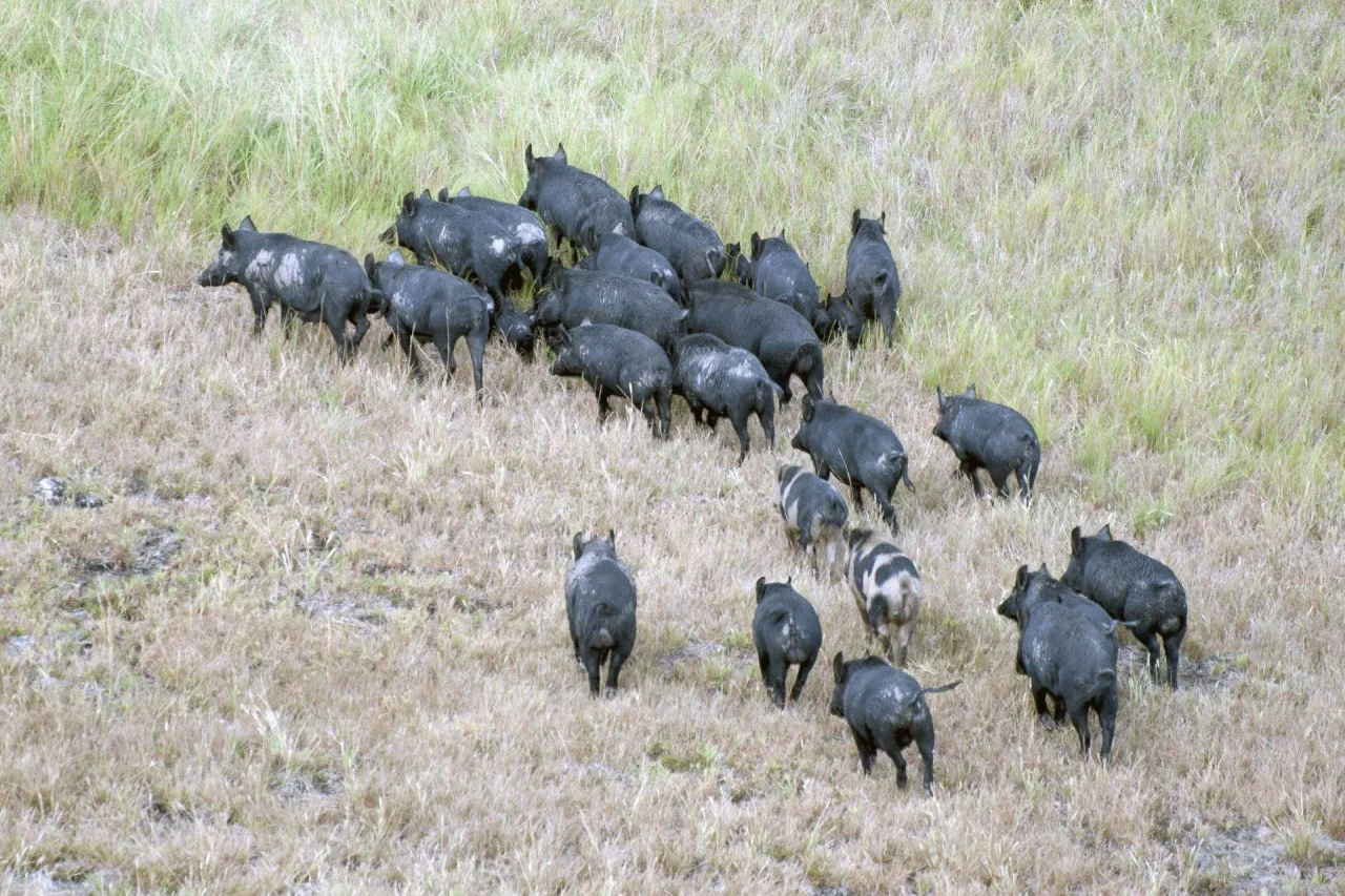 Austrália enfrenta invasão de 5 milhões de porcos selvagens e obriga proprietários a agir