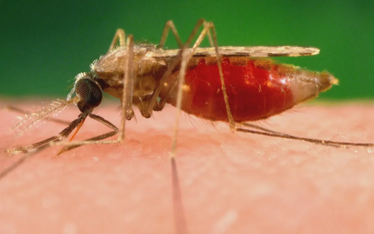 Mosquito que viajou de avião mata dois por malária na Alemanha