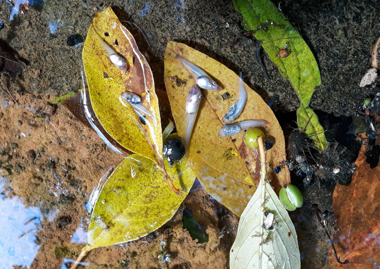 Vírus reduz em 83% população de pererecas em reserva da Mata Atlântica
