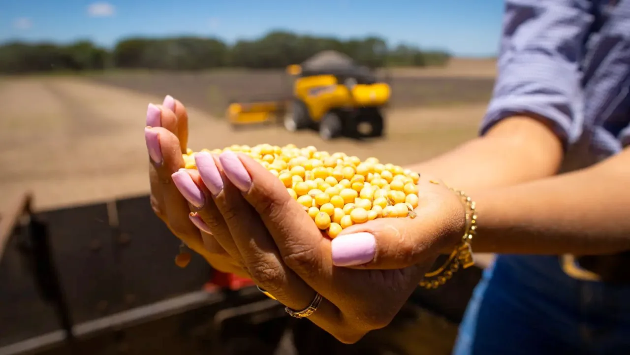 Conheça os “Reis da Soja”, os municípios que mais produzem o grão no Brasil; líder supera 2 milhões de toneladas