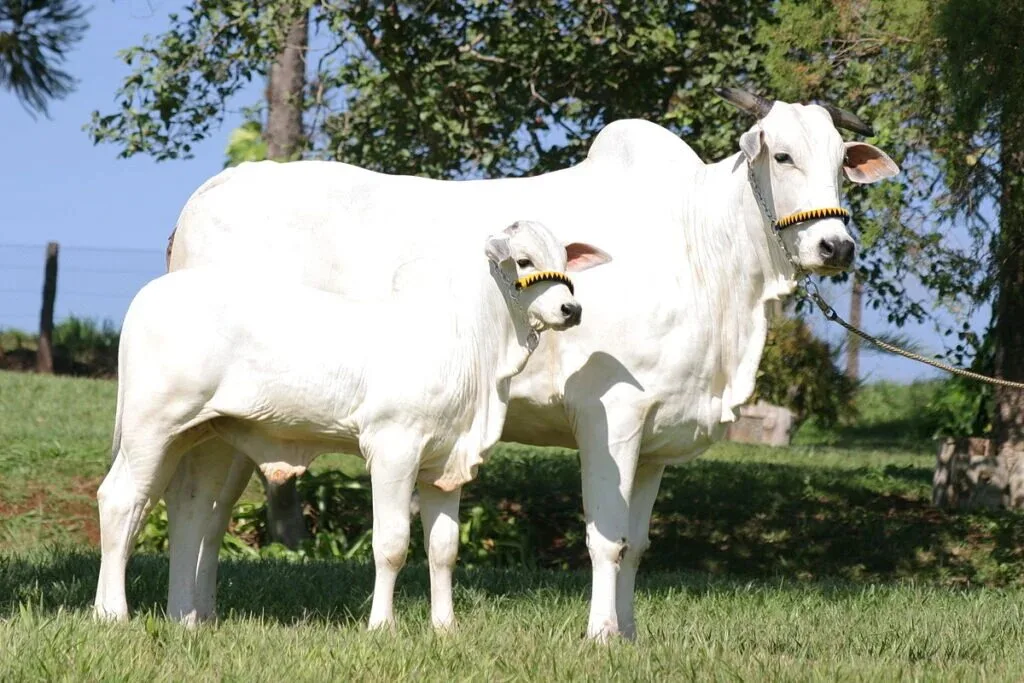Olhe para costelas, coluna e garupa: o corpo da vaca revela se ela está pronta para reprodução