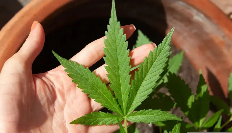 Maconha supera cigarro entre consumidores nos Estados Unidos