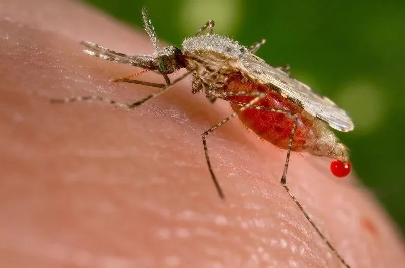 Febre do Nilo Ocidental é rara no Brasil, apesar da disseminação global