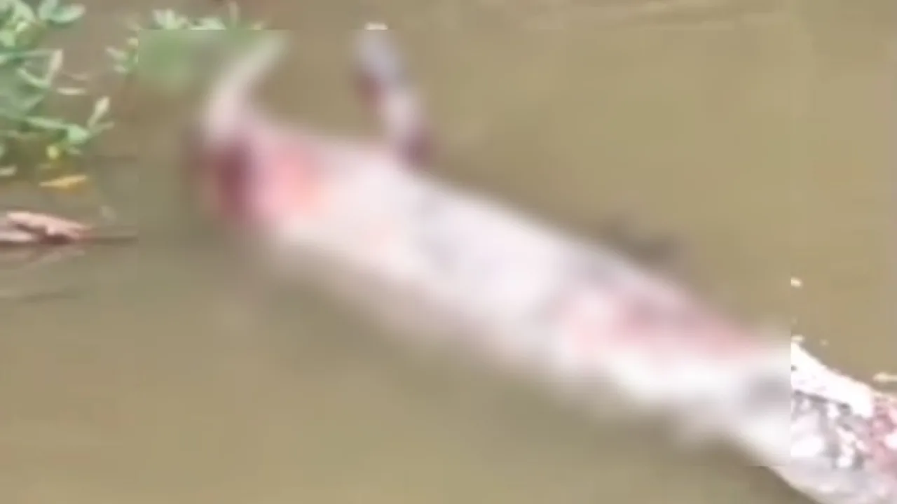Peixe-boi-marinho é encontrado morto em rio de Icatu, no Maranhão