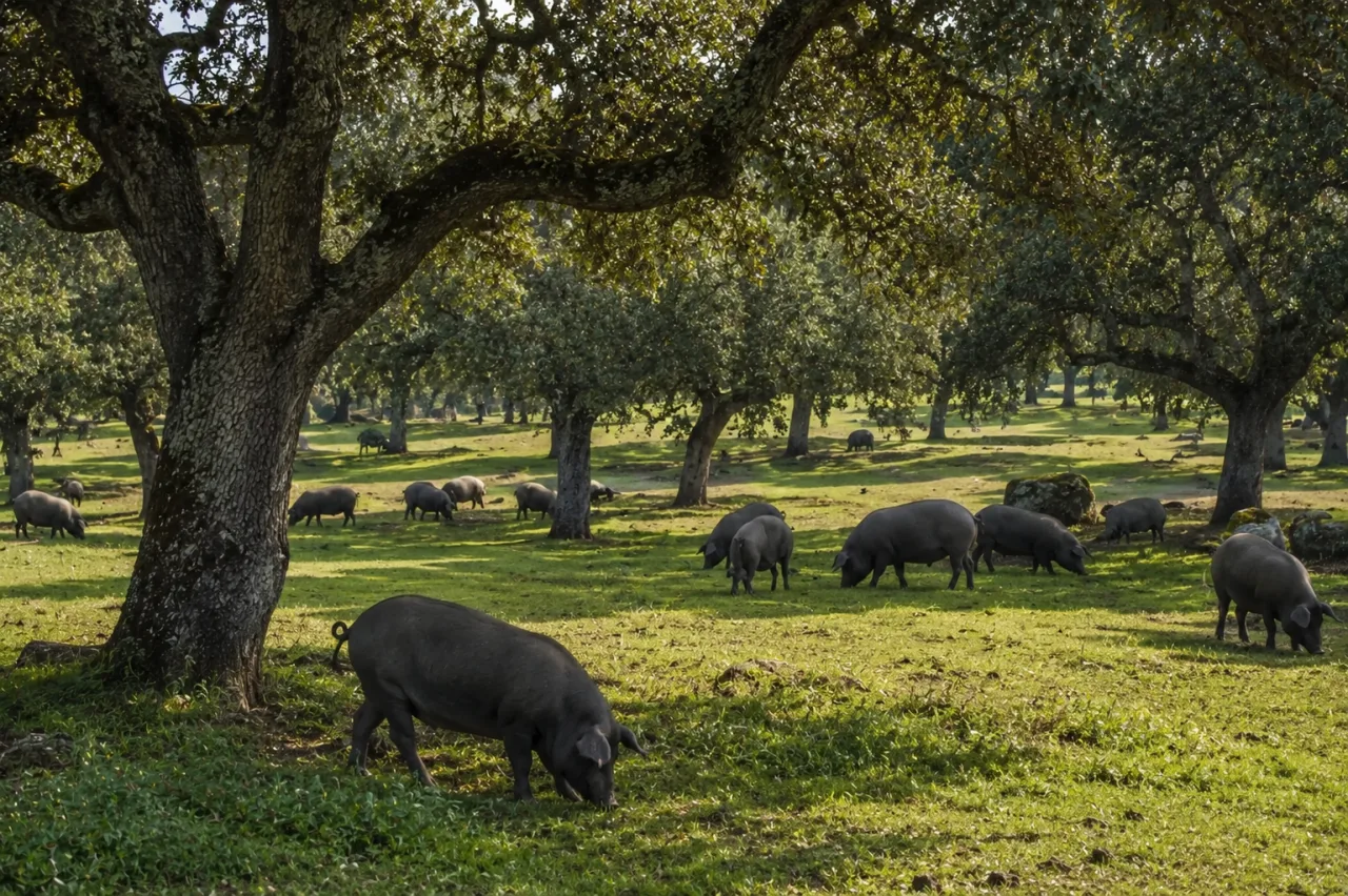A Espanha produz um dos presuntos mais caros do mundo; conheça as fazendas onde os porcos vivem soltos entre carvalhos