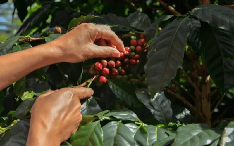 Colheita do café arábica avança, mas qualidade dos lotes preocupa
