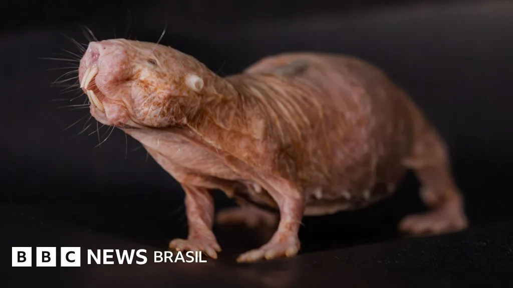 Como a rainha das ratas-toupeiras impede que outras fêmeas se reproduzam