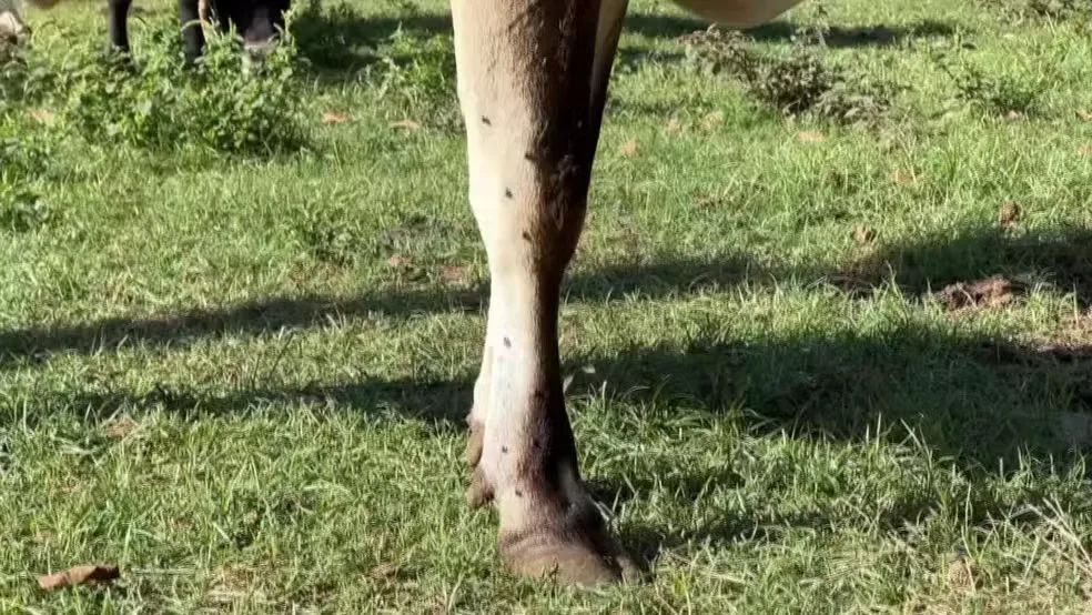 Surto de mosca-de-estábulo no inverno coloca pecuaristas paulistas em alerta