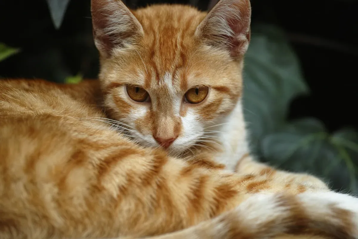 Gato deixa dona assustada e interrompe banho ao se pendurar em chuveiro