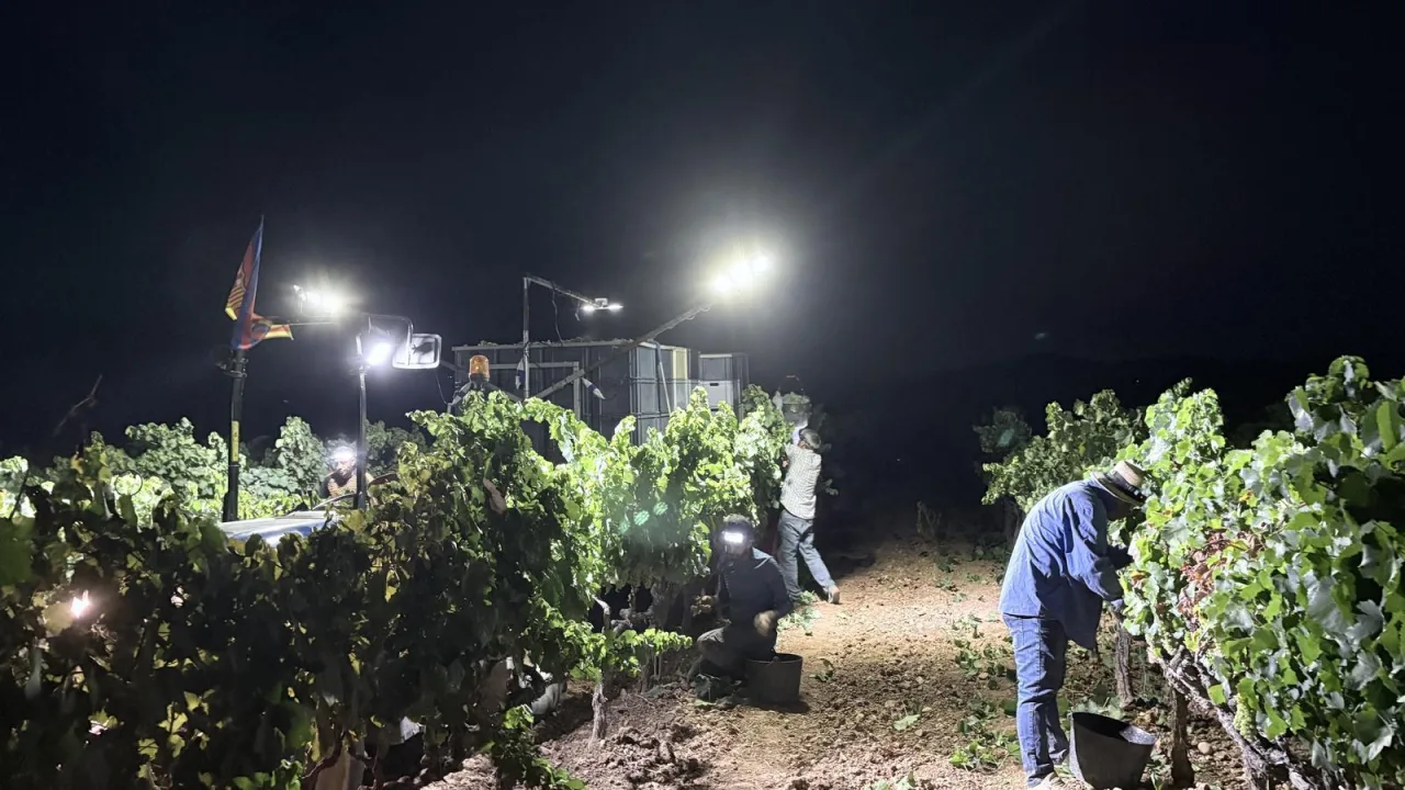 Calor extremo muda rotina no campo e agricultores passam a trabalhar de madrugada