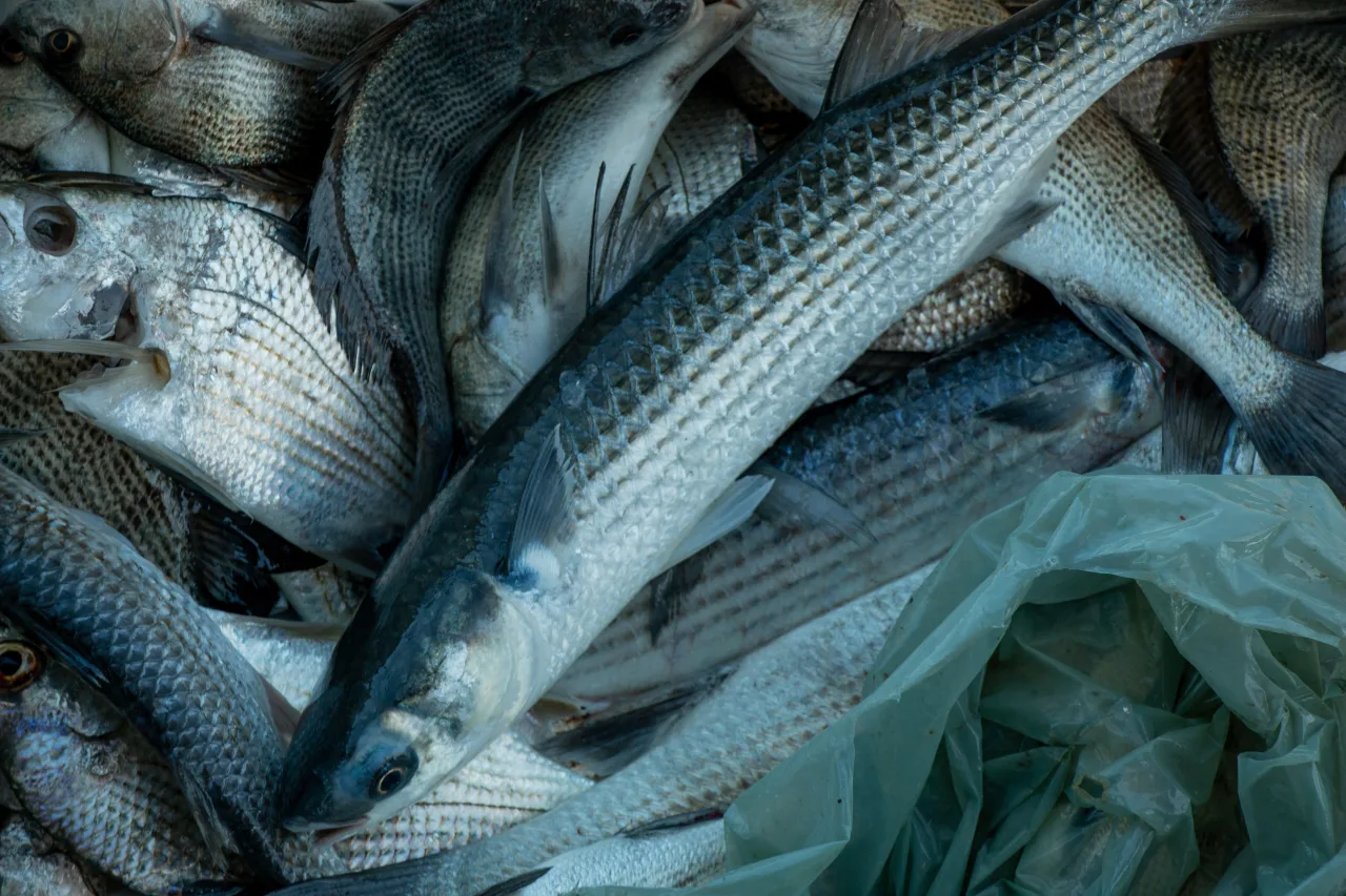 Peixes têm 'impressão digital' que revela de onde vieram, mostra estudo; entenda