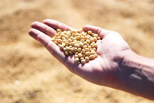 Saiba como ficaram as cotações brasileiras de soja em dia de relatório do USDA