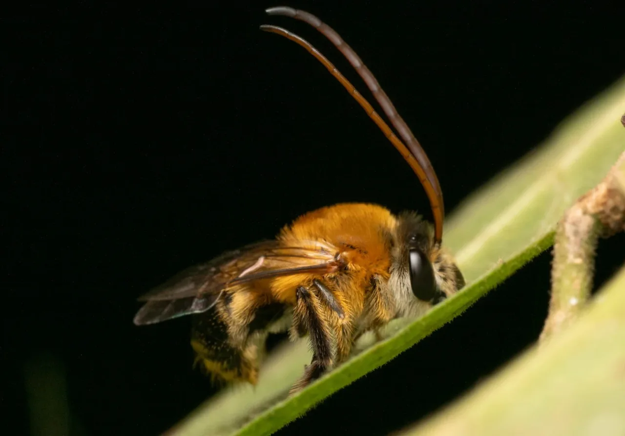“Fenômica” revela história evolutiva das abelhas que o DNA não conta