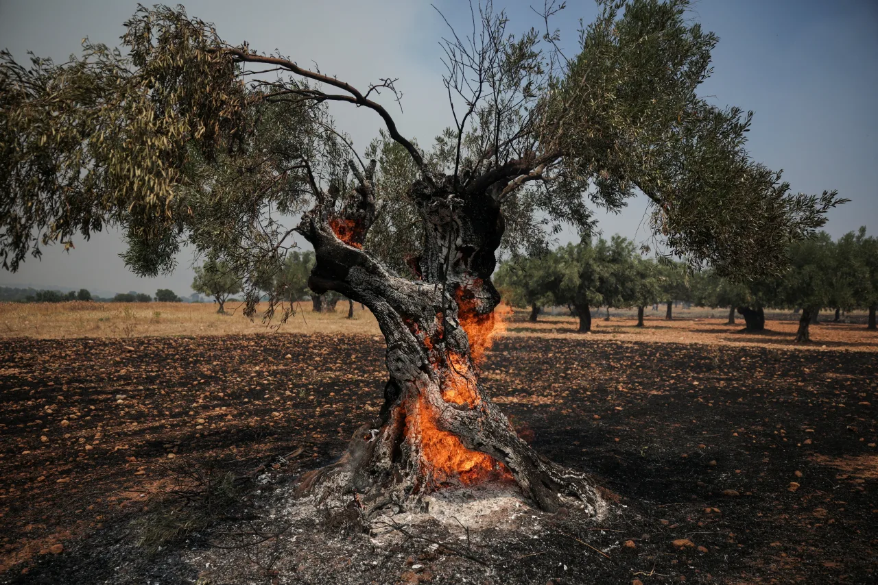 Após trégua nos preços, azeite volta a ser ameaçado por calor extremo e incêndios na Europa