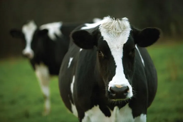 Doença respiratória bovina pode comprometer a produção antes mesmo da primeira lactação