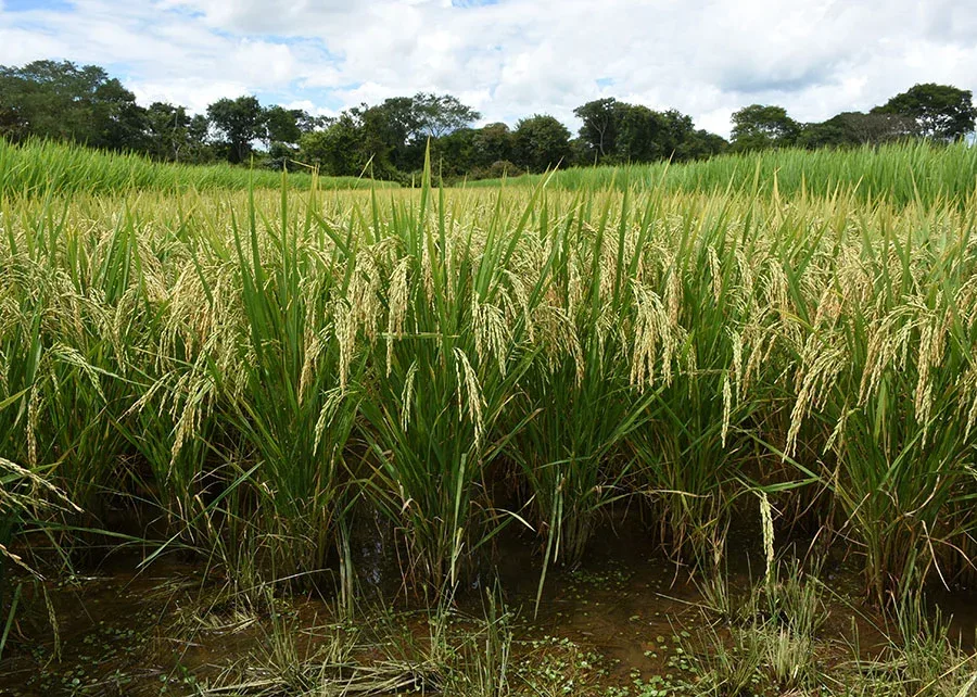 Embrapa identifica plantas resistentes à praga que pode comprometer até 100% da produção