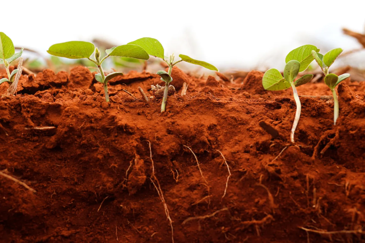Conservação do solo transforma chuva em produtividade