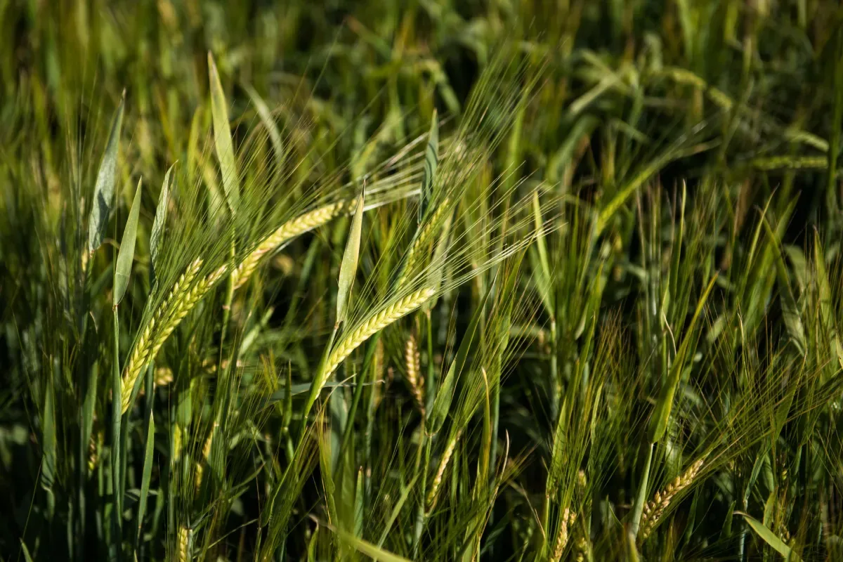 Safra recorde de cevada move expansão da indústria de bebidas no Paraná