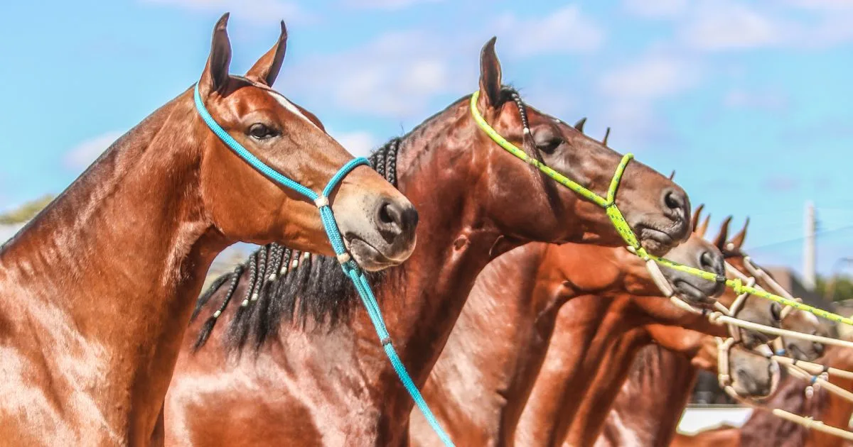 Confira o balanço da 43ª Exposição Nacional do Cavalo Mangalarga Marchador