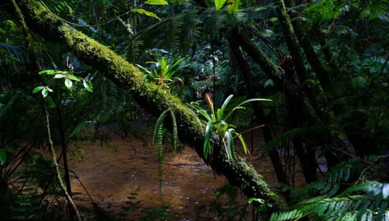 Estudo projeta ‘savanização’ acelerada das florestas tropicais até 2060