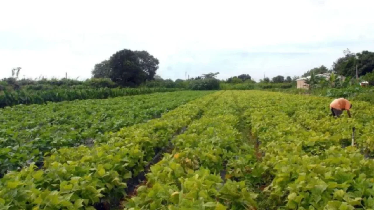 Nova plataforma da USP otimiza manejo de água na agricultura