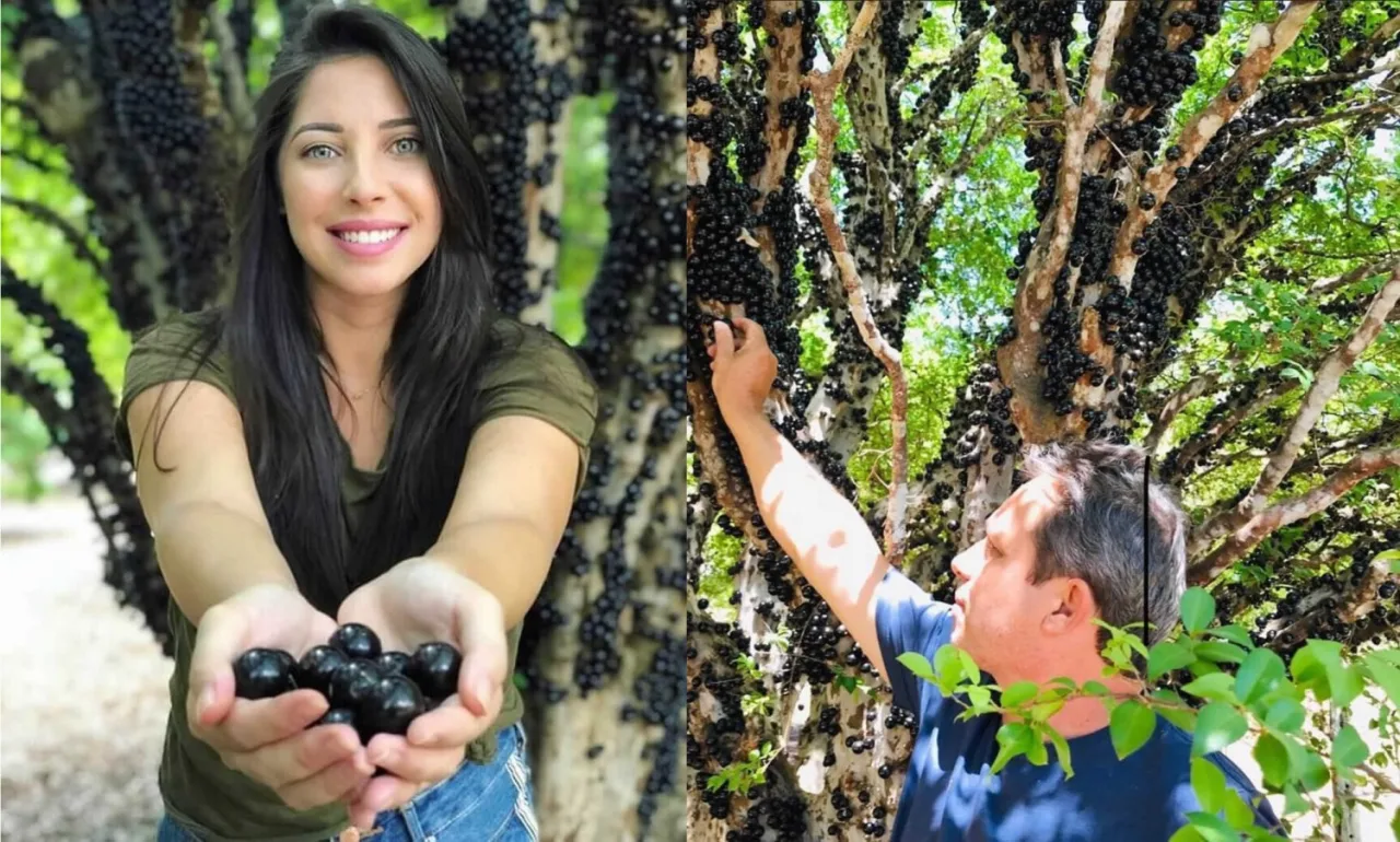 Maior fazenda de jabuticabas do mundo tem produção fora de época e abre pomar para visitantes