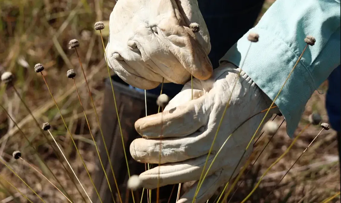 Pesquisadores redescobrem plantas raras em Minas Gerais após décadas sem registros